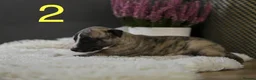 Whippet dogs for sale: Unique whippet brindle puppies in Derby - Advert 8