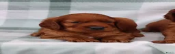 Irish Setter dogs for sale: Confident loving Irish Setter puppies  - Advert 8