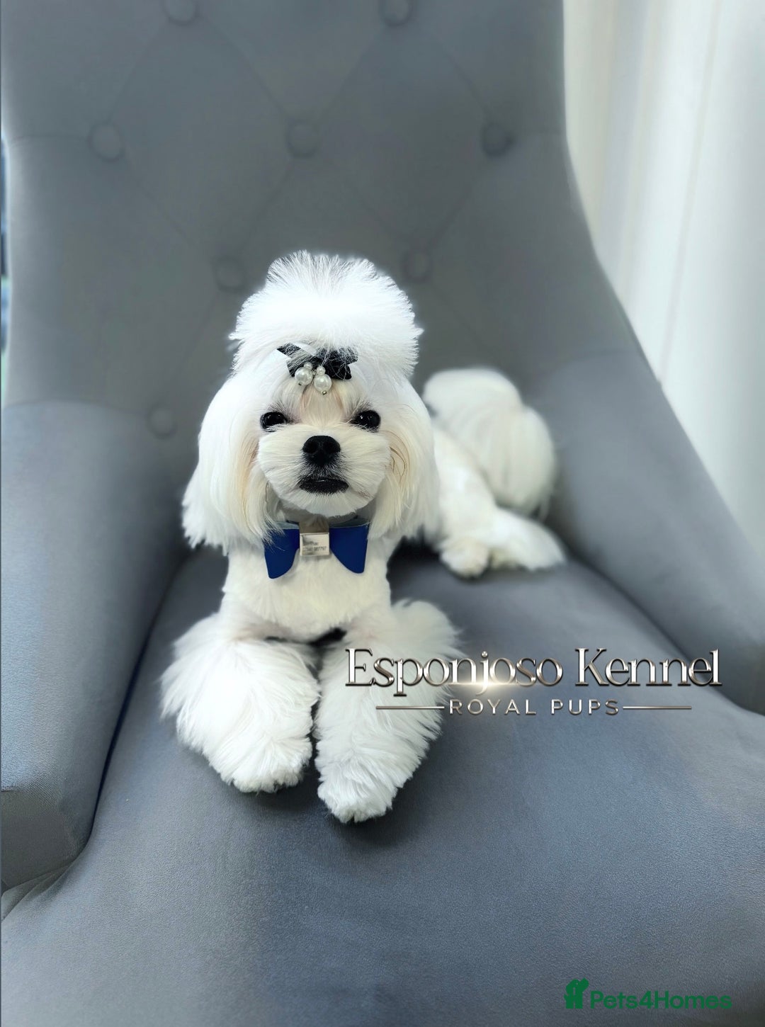 Maltese dogs for stud: ✨Exquisite KC Full Korean Maltese Stud DNA Clear ✨ - Image 5