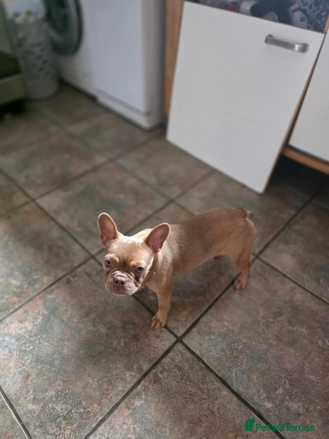 French Bulldog dogs for sale: New Shade Isabella French Bulldog Girl - Advert 5