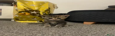 Bengal 2