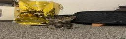 Bengal cats for sale: Bengal /British shorthair mix 🥰 - Advert 5