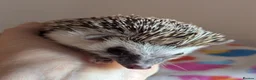 Pygmy Hedgehog rodents for sale: Gorgeous Hoglets Ready to Reserve Now - Advert 6