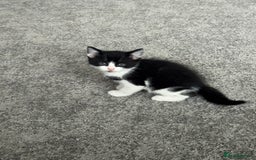 British Shorthair cats for sale: British shorthair  - Image 2