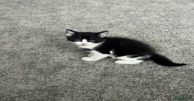 British Shorthair cats - Advert 1