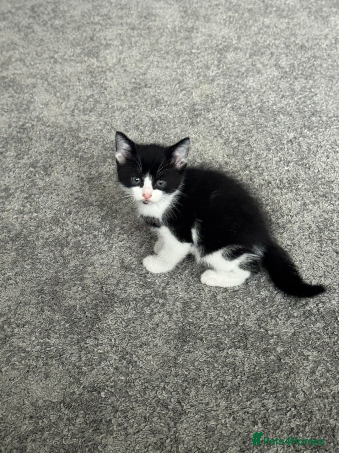 British Shorthair cats for sale: British shorthair  - Image 2