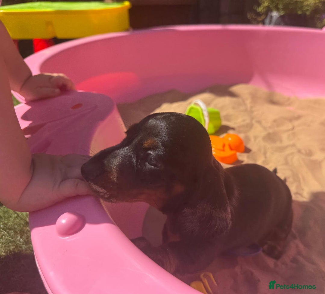 Miniature Dachshund dogs for sale: KC, PRA Clear Miniature Dachshund Puppies - Image 13