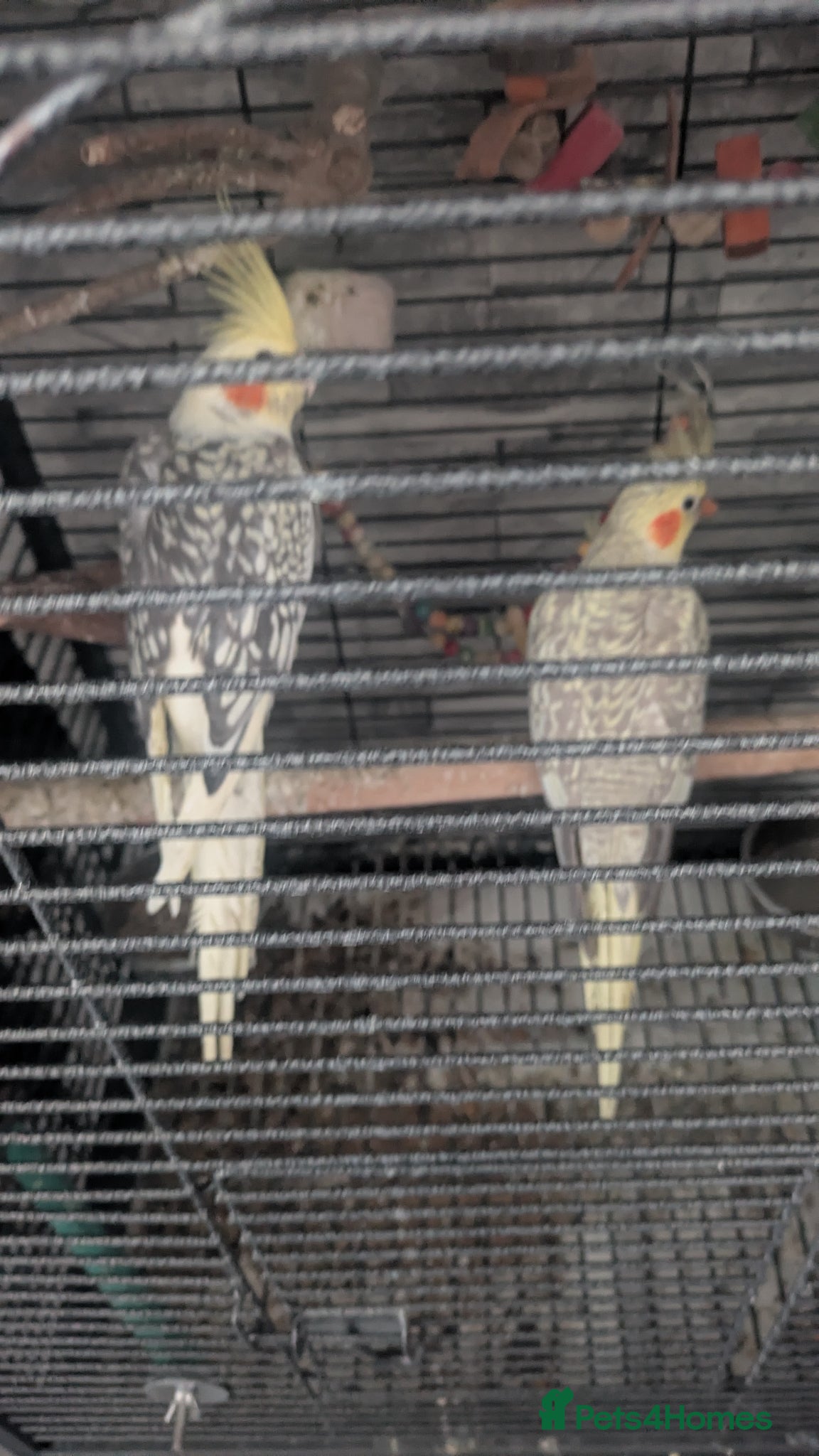 Cockatiels birds Parrot for sale  - Advert 5