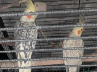 Cockatiels birds Parrot for sale - Advert 1