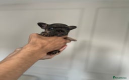 French Bulldog dogs for sale: KC Registered French Bulldogs  - Image 10
