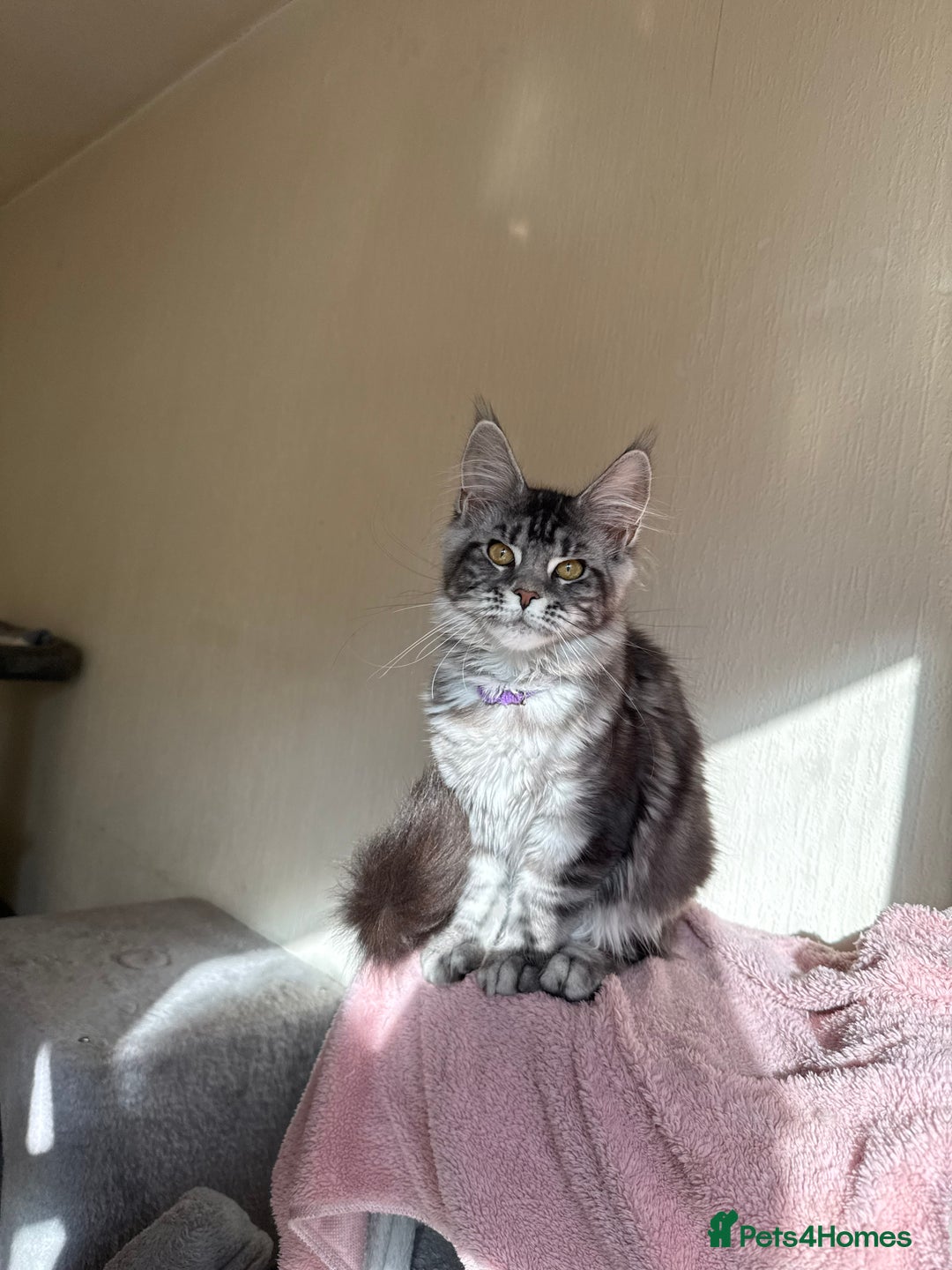 Maine Coon cats for sale: Pedigree GCCF Russian Import line Maine Coons - Image 22