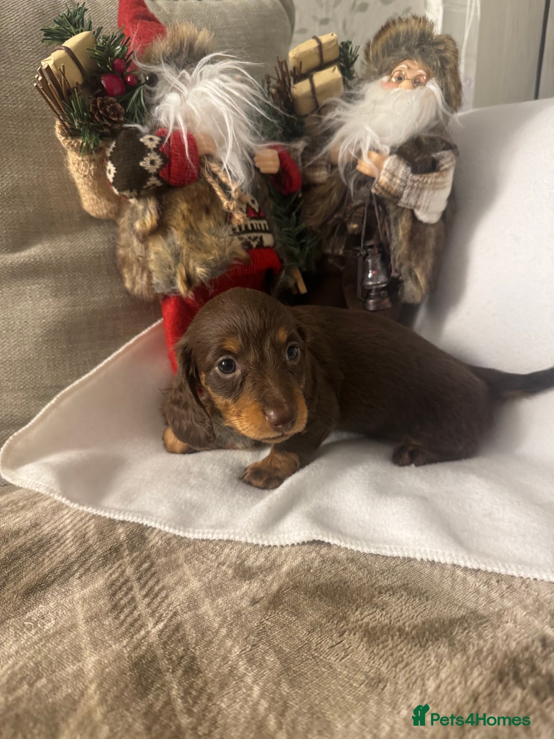 Miniature Dachshund dogs for sale: Stunning longhaired min chocolates - Advert 4