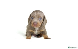 Miniature Dachshund dogs for sale: Miniature dachshund puppies  - Advert 4