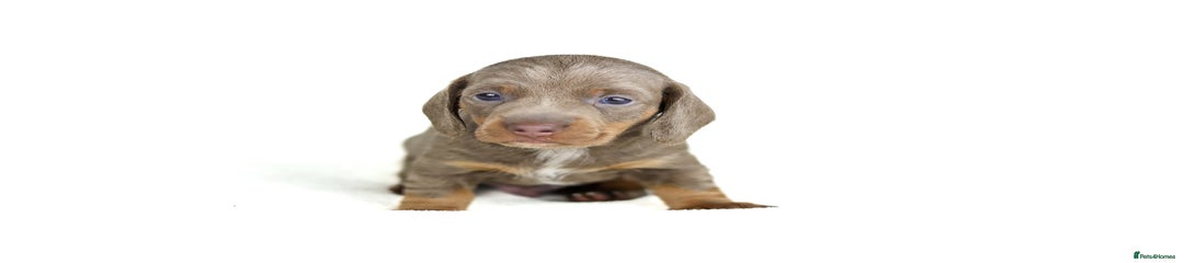 Miniature Dachshund Puppy 1