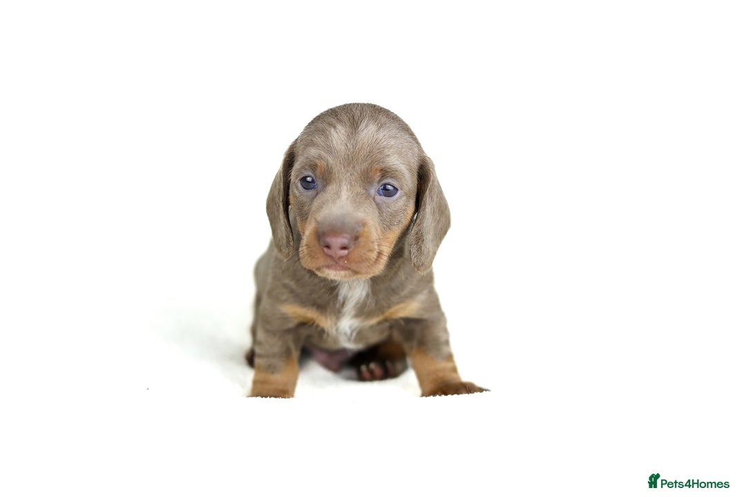 Miniature Dachshund dogs for sale: Miniature dachshund puppies  - Advert 4