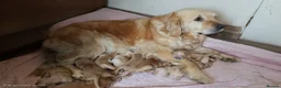 Golden Retriever dogs for sale: Golden retriever champion bloodline puppies. - Advert 1