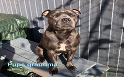 Staffordshire Bull Terrier dogs for sale: Valglo champion cross Bronson line blue/black pups - Image 14