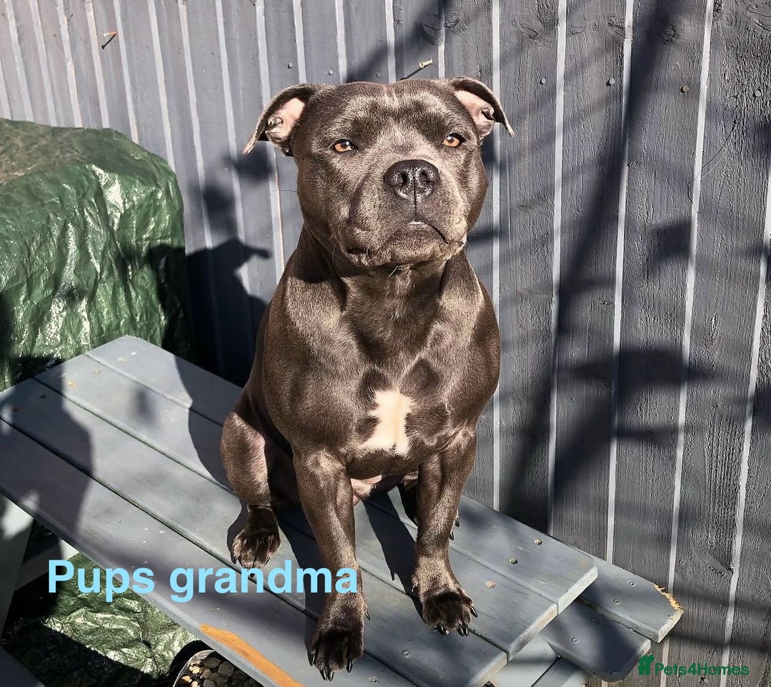 Staffordshire Bull Terrier dogs for sale: Valglo champion cross Bronson line blue/black pups - Image 14