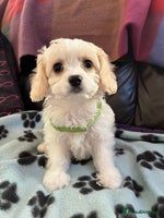 Cavachon dogs Cute Cavachon puppies - Advert 3