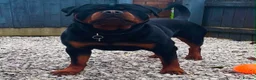 Rottweiler dogs for sale: Rottweiler Male for REHOME  - Advert 1