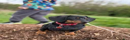 Dachshund dogs for sale: Kiki  - Advert 6