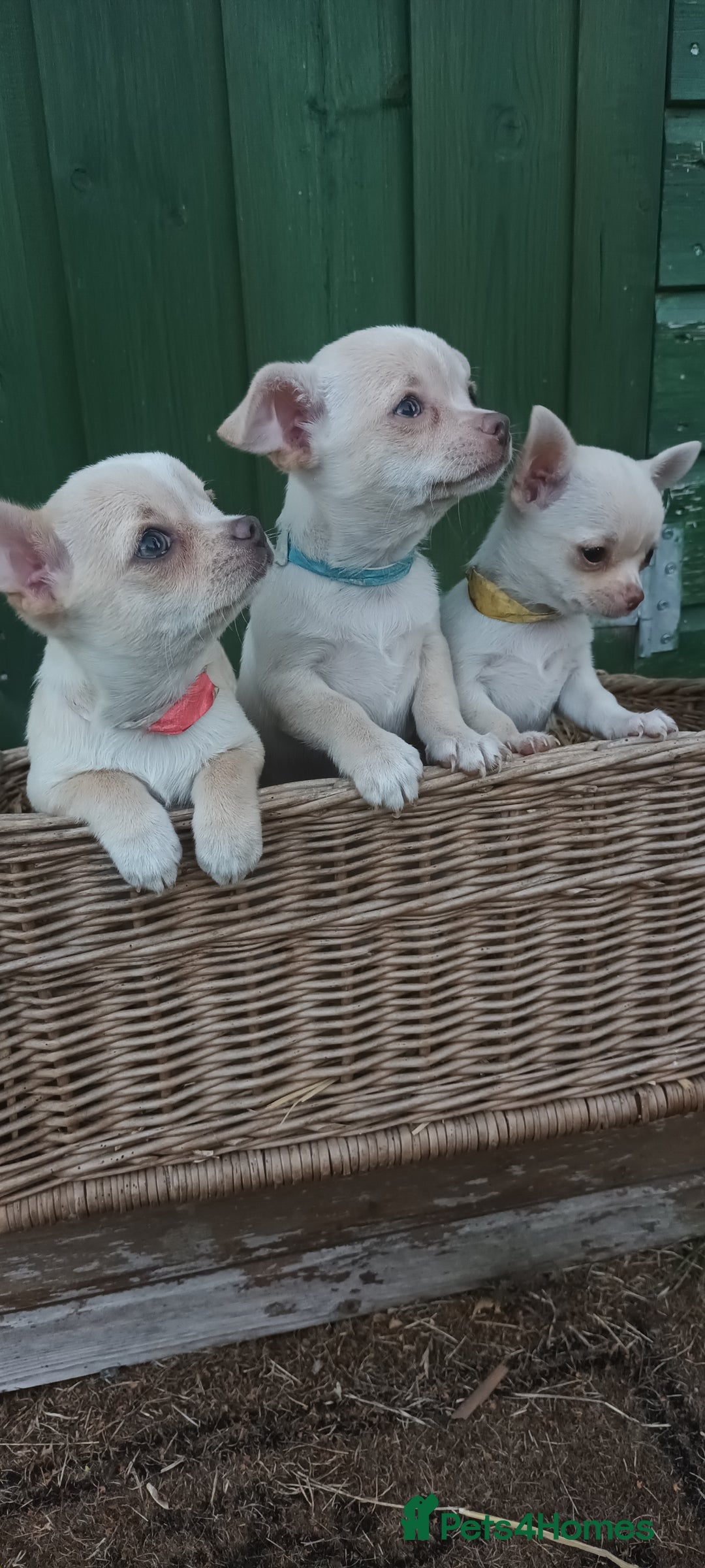 Chihuahua dogs for sale: CHIAHUAHUA PUPPYS - Image 5