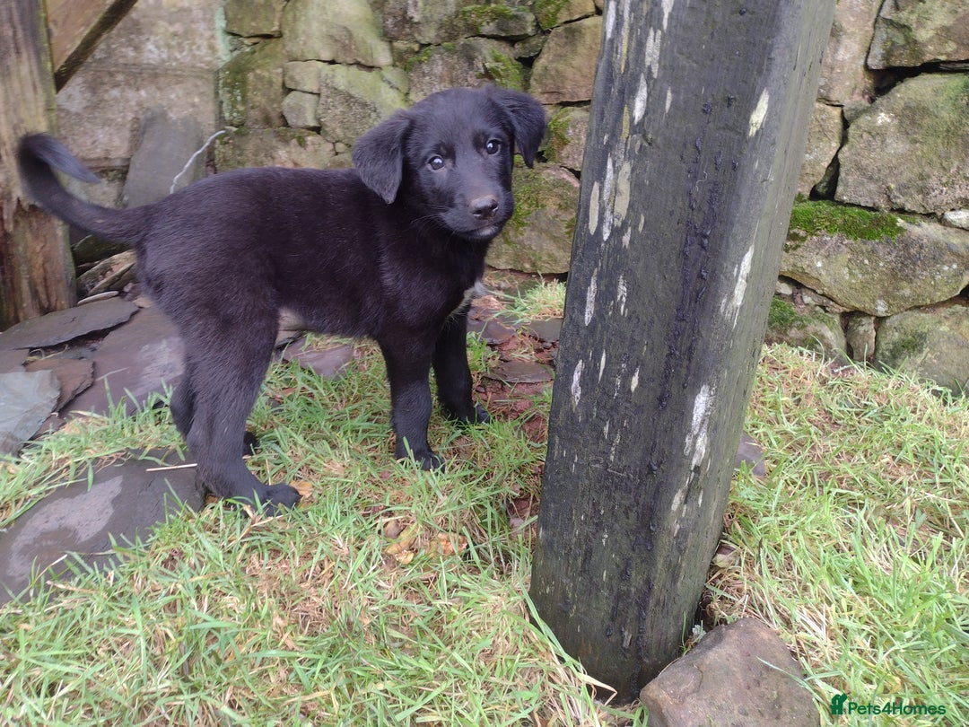 Mixed Breed dogs for sale: Collie X Sheepdog Puppies - Advert 4