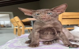 Oriental cats for sale: Pedigree Oriental Siamese kittens GCCF reg - Image 26
