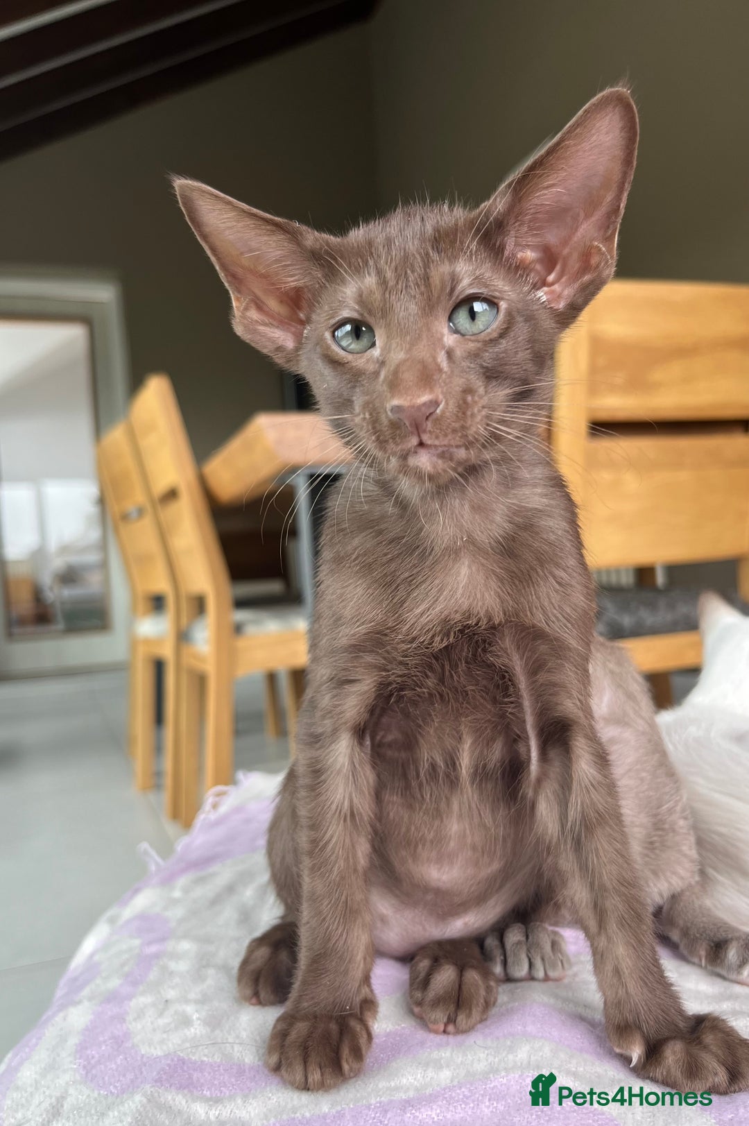 Oriental cats for sale: Pedigree Oriental Siamese kittens GCCF reg - Image 26