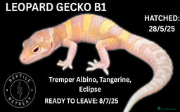 Leopard Gecko reptiles for sale: LEOPARD GECKOS AVAILABLE!! - NEW BABIES!! in Swadlincote - Image 2