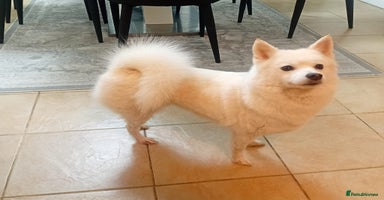 Pomsky dogs - Advert 2