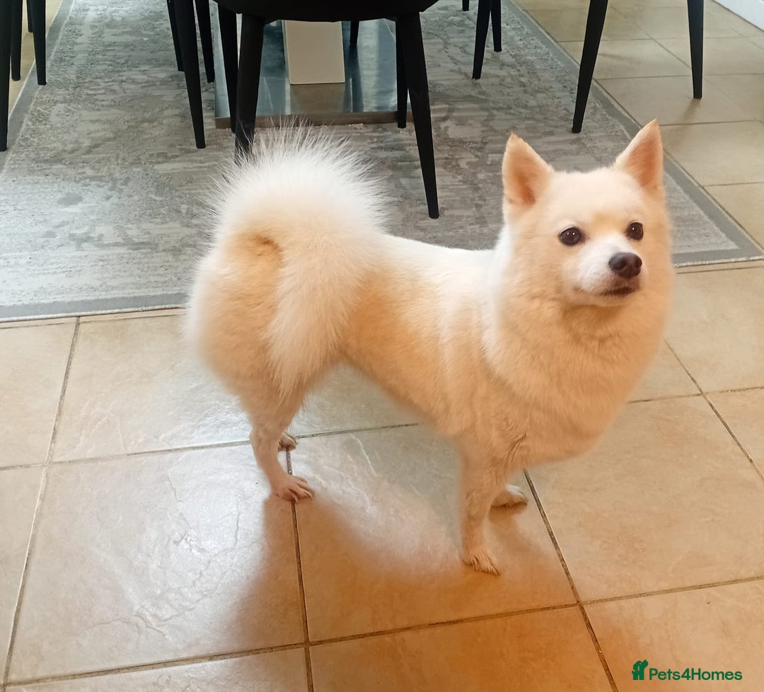 Pomsky dogs for sale: 🥰F3 POMSKY FEMALE 🥰  - Image 1