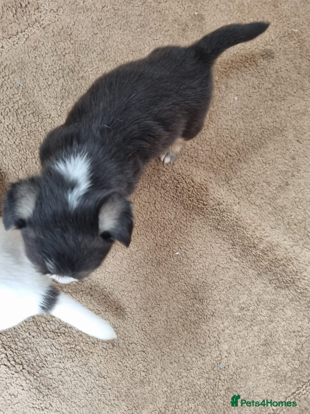 Mixed Breed dogs for sale: Jackapoo  - Image 6