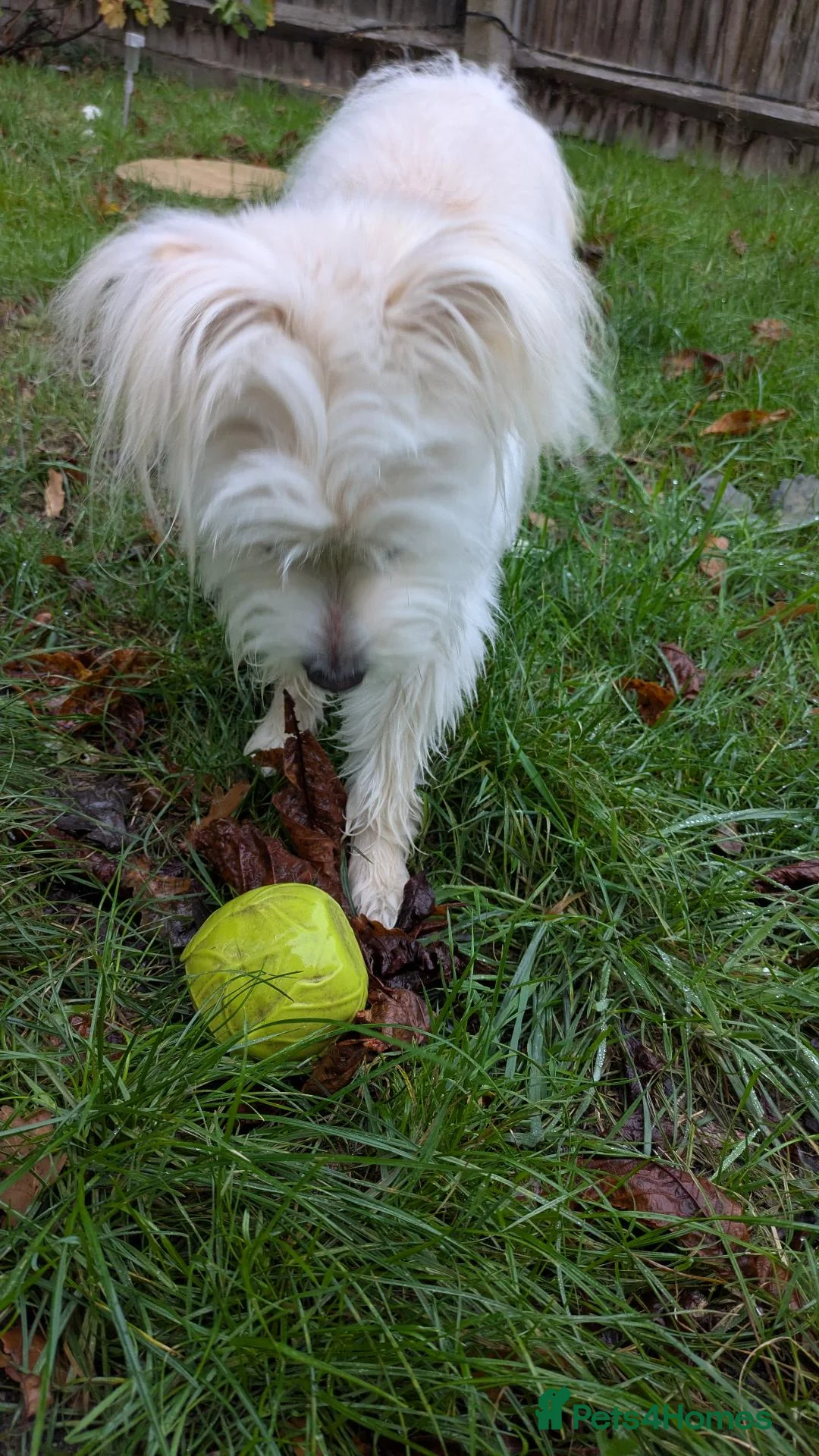 Mixed Breed dogs for sale: Beautiful Pom Mix needing loving home  - Advert 5