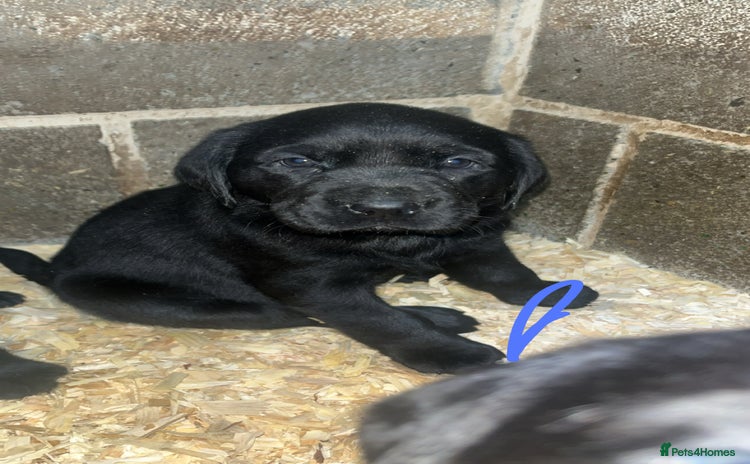 Labrador Retriever dogs Beautiful black KC registered Labradors  - Advert 1