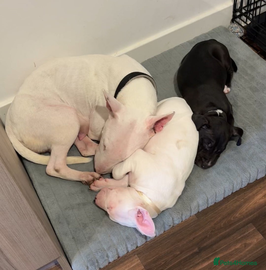 Mixed Breed dogs for sale: Black and white english bull terrier cross - Advert 14