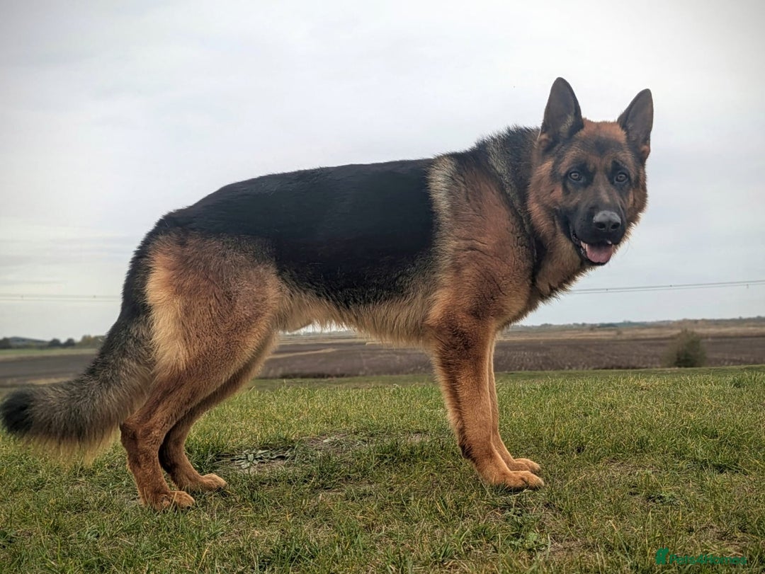 German Shepherd dogs for sale: KC Pups From Health Tested Champion Bloodlines  - Image 1