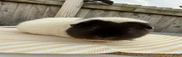 Guinea Pig rodents for sale: Teddy guinea pigs  in Carlisle - Advert 4