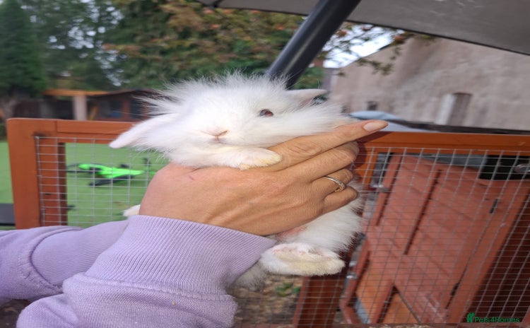 Lionhead rabbits - Advert 12