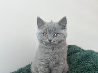 British Shorthair cats GCCF registered Blue British Shorthair kittens - Advert 8