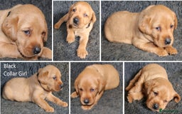Labrador Retriever dogs for sale: Red Fox Labs : Health Checked-KC Reg-FTCH Pedigree - Image 20