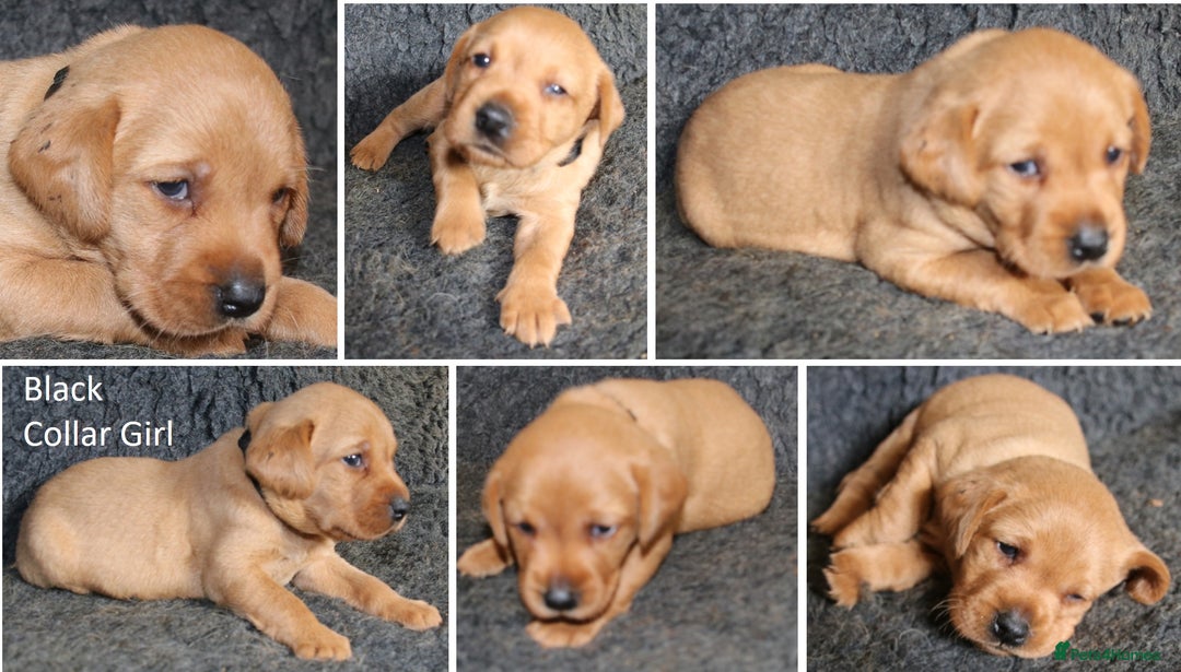 Labrador Retriever dogs for sale: Red Fox Labs : Health Checked-KC Reg-FTCH Pedigree - Image 20