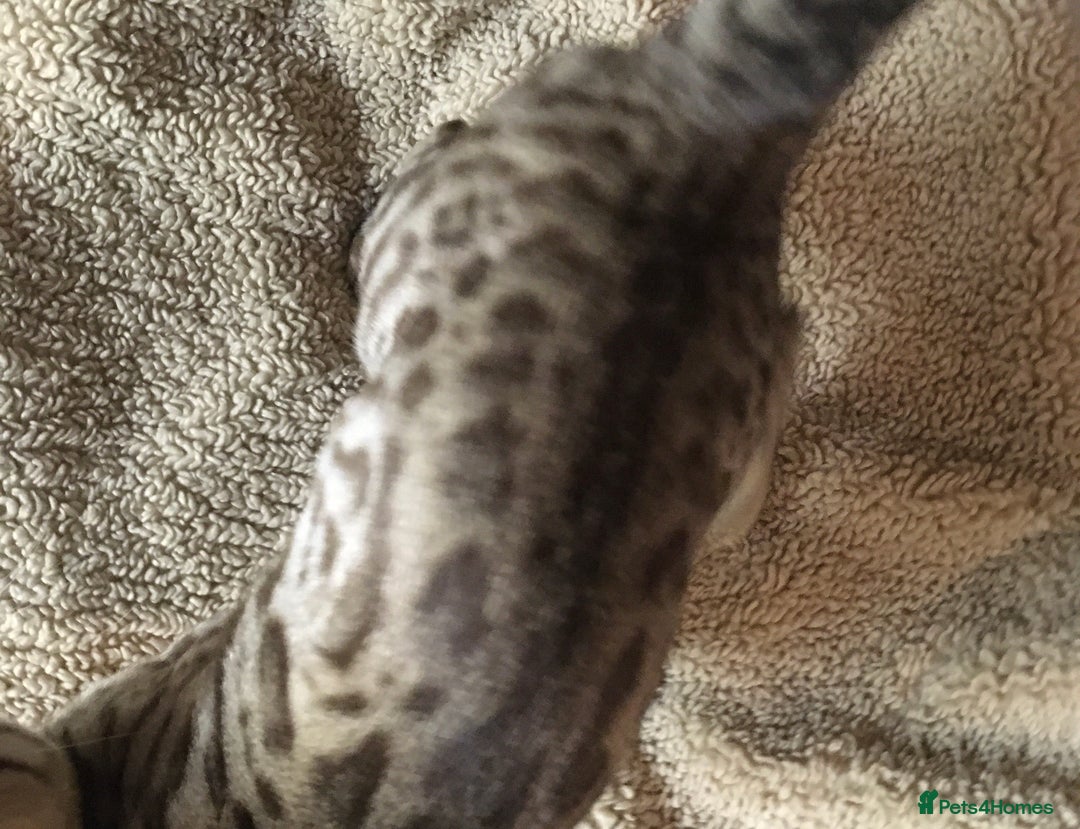 Bengal cats for sale: Oscar Wolfy Thor Rain - Image 8
