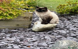 Ragdoll cats for sale: GCCF seal point Ragdoll male 4 yrs old  - Image 5