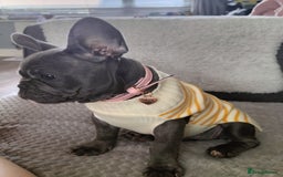French Bulldog dogs for sale: Lady Grey 🩶 - Image 1