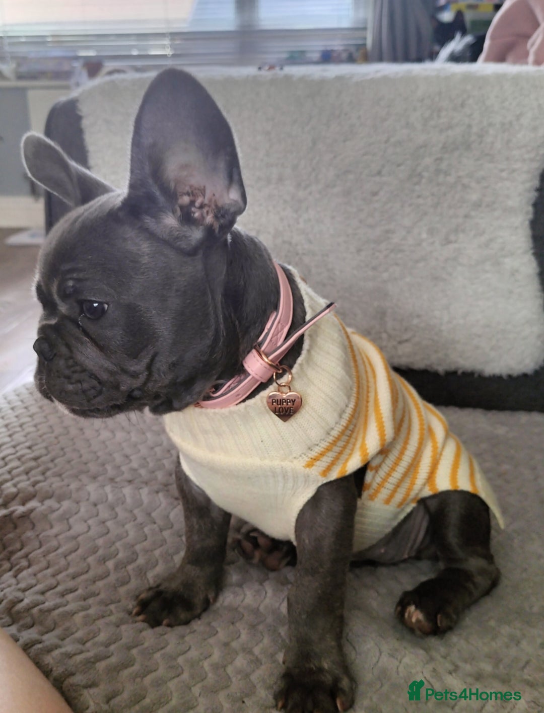 French Bulldog dogs for sale: Lady Grey 🩶 - Image 1