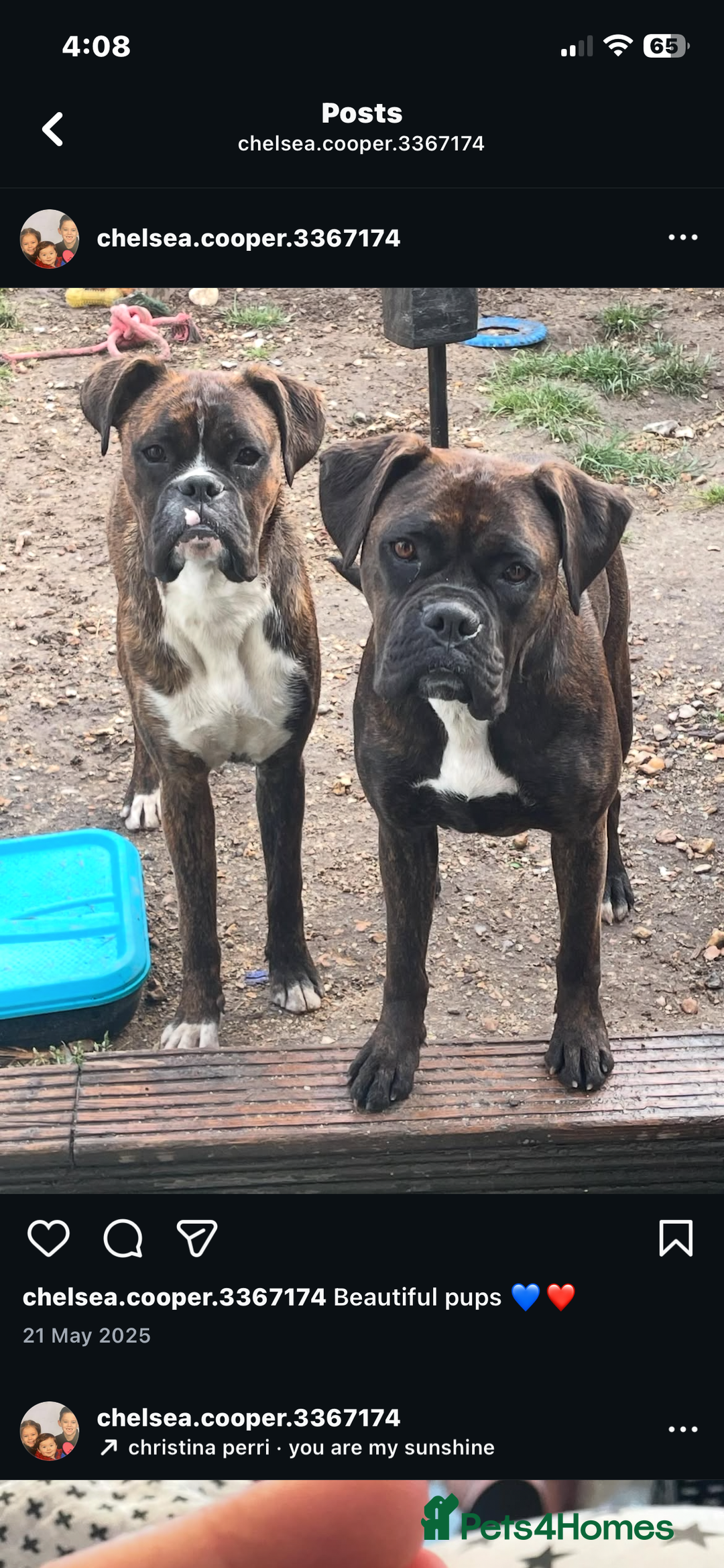Boxer dogs for sale: 3 beautiful brindle boys for sale  - Advert 2