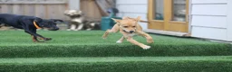 Mixed Breed dogs for adoption: Trudy - Advert 29