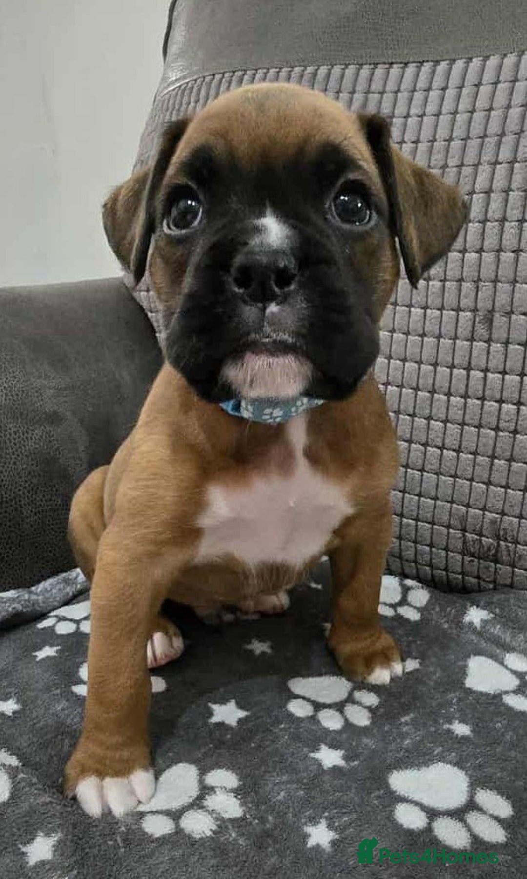 Boxer dogs for sale: Kc Boxer Puppies - Image 18