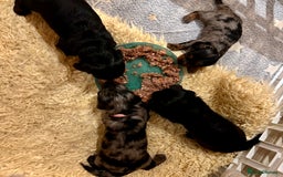 Miniature Dachshund dogs for sale: Beautiful litter of long haired mini dachshunds  - Image 4